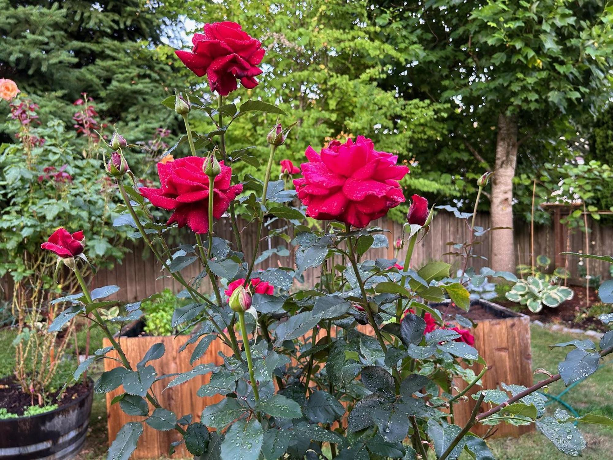 North Nanaimo Gem - Garden-View Room With Private Ensuite ภายนอก รูปภาพ